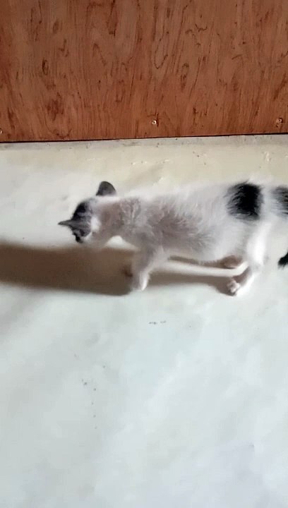 cute kittens