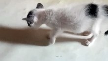 cute kittens