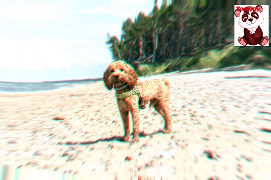 Unconditional Love: Exploring the Special Bond Between Dogs and Their Humans