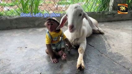 ছাগল দিয়ে হাল চাষ হচ্ছে | SYA Channel