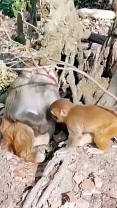 Viral Monkey Shorts Video, Animal's Video, Hindi Video, Wildlife Animal's #Animals#Monkey#Longoor