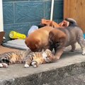 Cat vicously attacked by puppies.. 