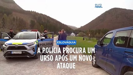Está em curso uma extensa operação policial para caçar um urso na Eslováquia