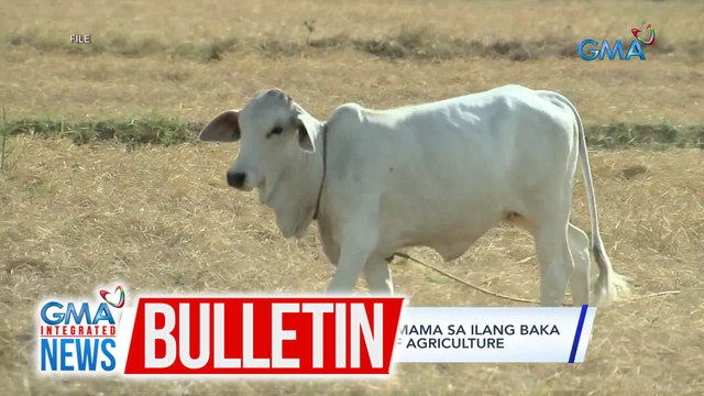 Rabies, pinangangambahang tumama sa ilang baka sa Marinduque, ayon sa Dept. of Agriculture | GMA Integrated News Bulletin