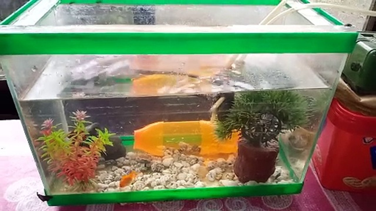 aquarium