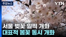 [날씨] 서울 벚꽃 예년보다 7일 일찍 개화...2년째 봄꽃 동시개화 / YTN