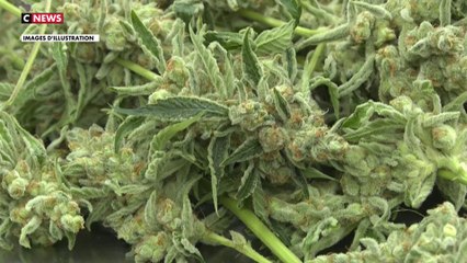 Vers une expérimentation du cannabis à Strasbourg ?
