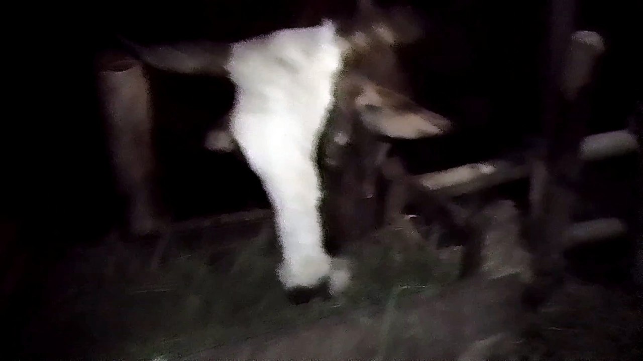 cow's favorite