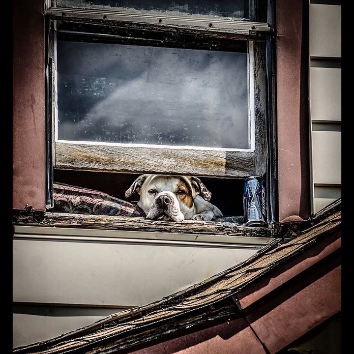 Indolence