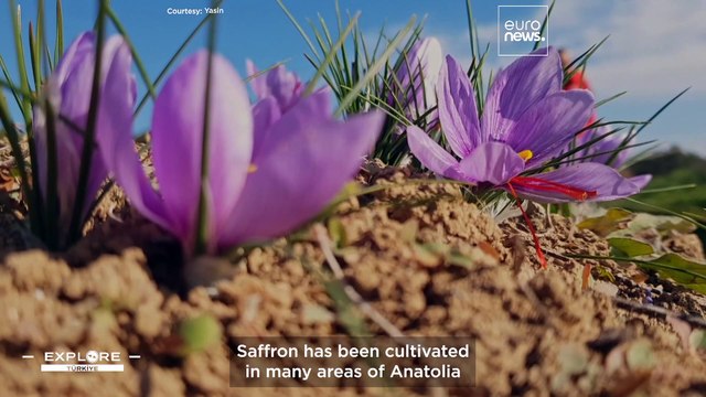 Safranbolu is a Turkish town with fairytale Ottoman houses where ‘red gold’ grows in abundance