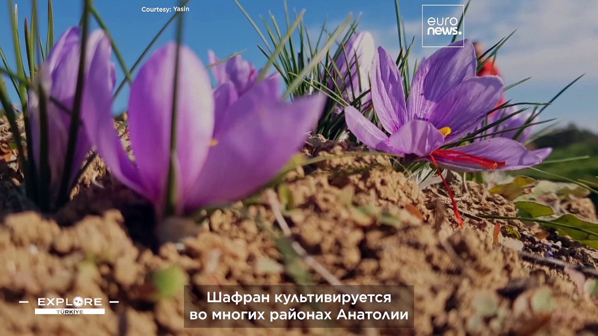 ⁣Сафранболу — турецкий город с дивными османскими домами, где обильно растет «красное золото»