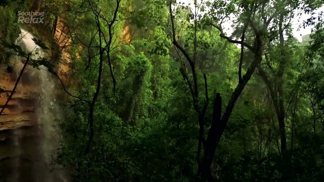 ASMR Nature - Birds and Forest Ambience with Waterfalls Sound.