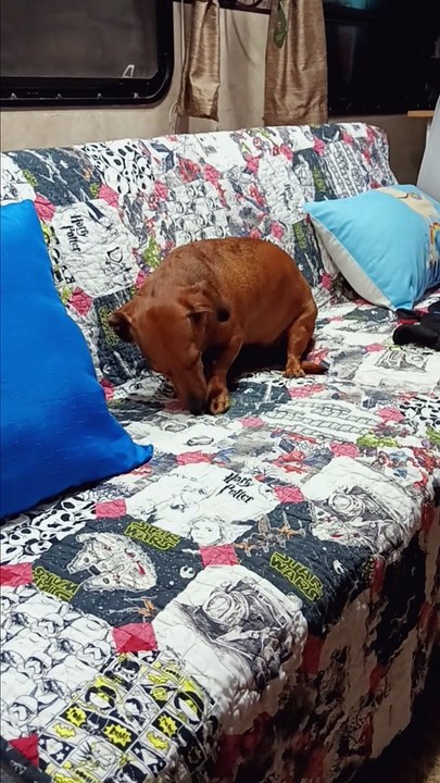 Oakley thinks he's a cat