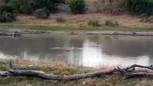 Hippo and Grey Heron