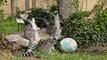 Cute Moment Croatian Zoo Gives Giant Eggs to Animals During Easter Monday Celebrations