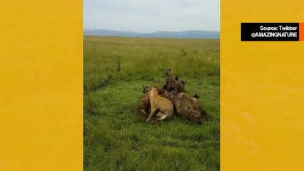 Vaikuttava video: leijonaa hyökkää joukko hyeenoja vastaan, mutta sitä pelastetaan sen toverien toimesta.