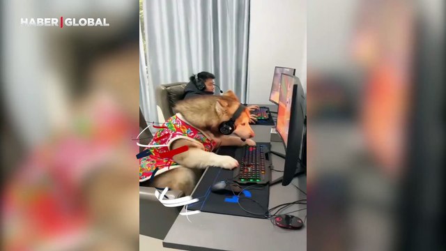 Çocuk sosyalleşsin diye eve alınan köpekten ters köşe: Üzüm üzüme baka baka kararır