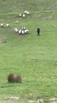 This is the hilarious moment a woman was chased - by a flock of 37 sheep