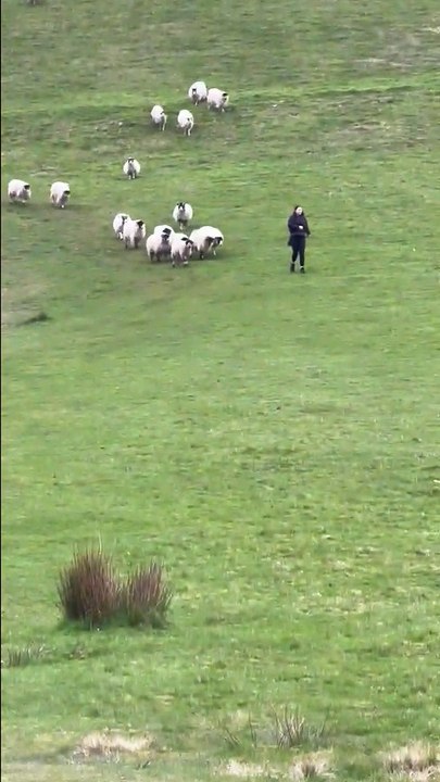 This is the hilarious moment a woman was chased -  by a flock of 37 sheep