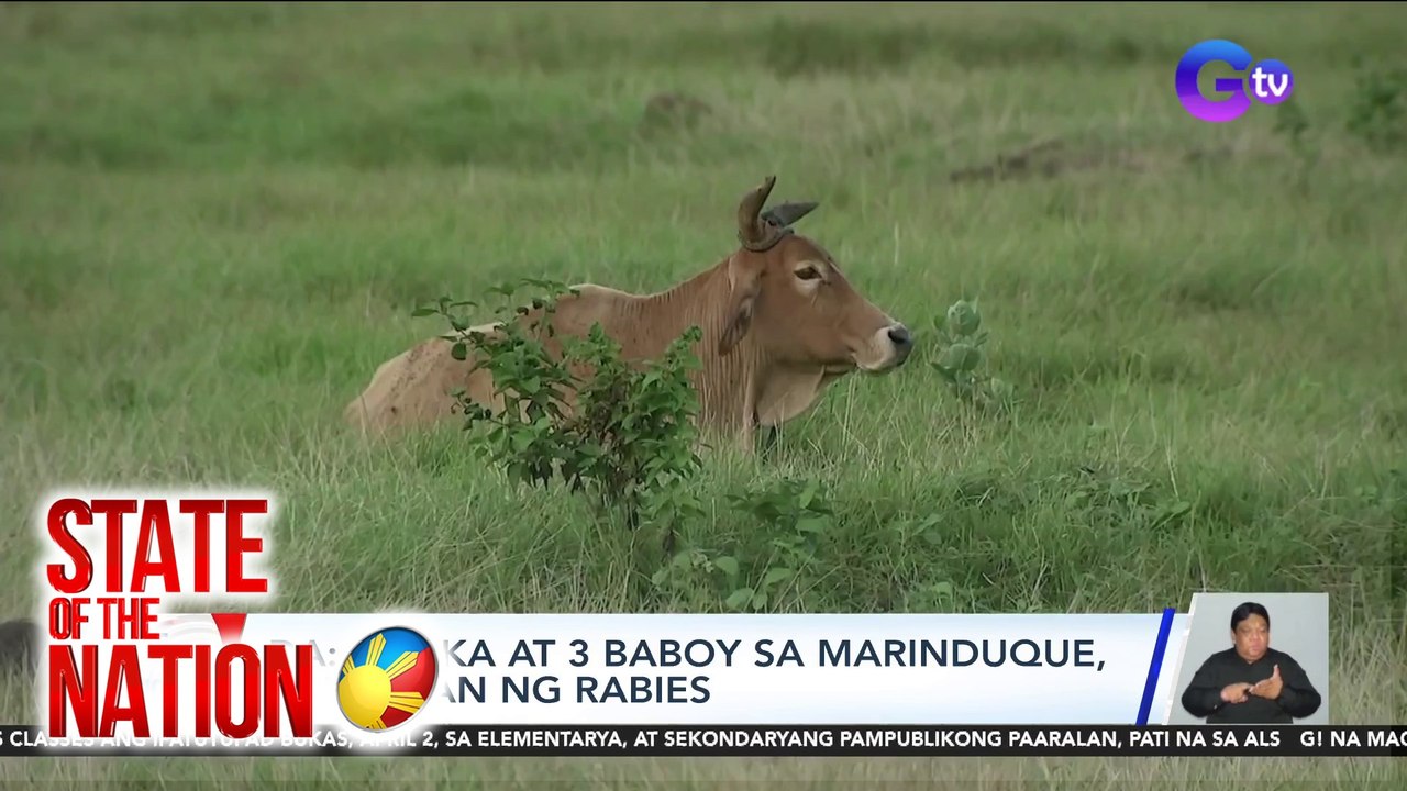Posible ring magka-rabies ang mga baka at baboy! | SONA