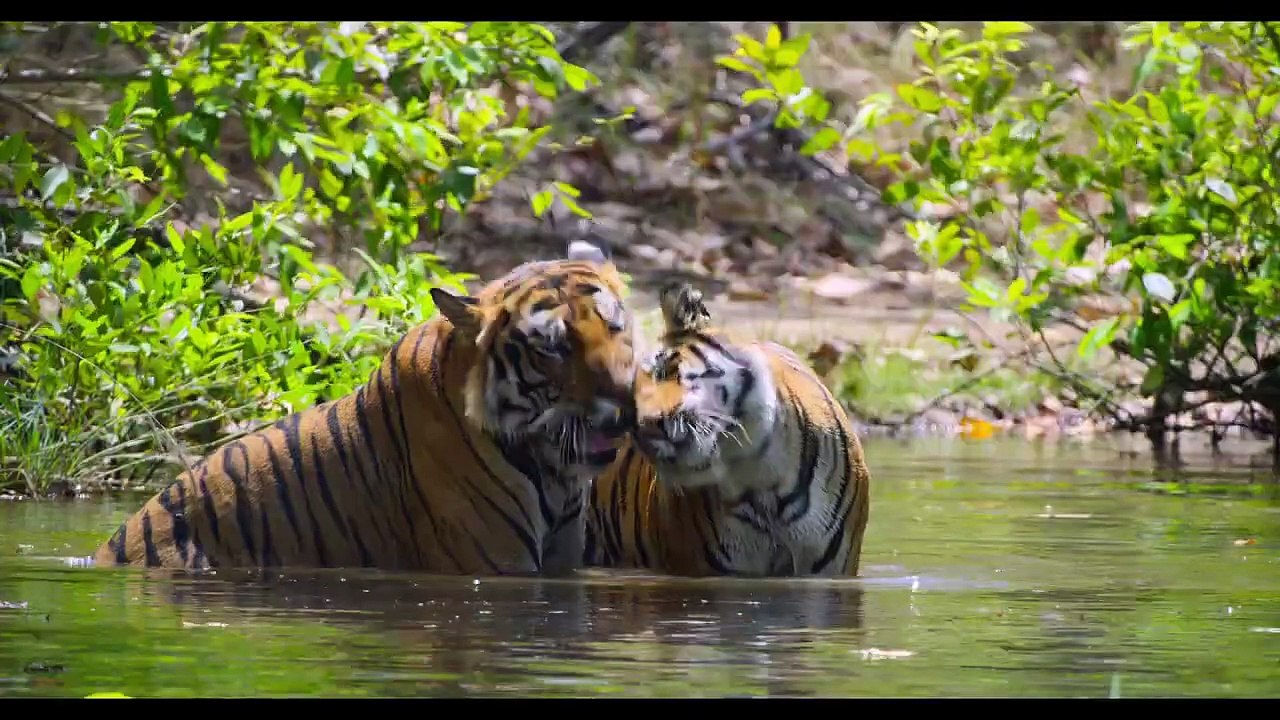 Disneynature's Tiger | Official Trailer
