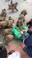 Monkey eat papaya and peas #feedinganimal