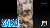 Shih tzu na si Chuckie, pinipigilan ang pag-alis ng kanyang fur mom sa pamamagitan ng pagkapit sa kanyang bag | Saksi
