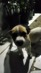 Anak anjing lucu dan imut