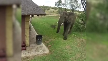¡Increíble! Elefante recogiendo comida con su trompa 🐘