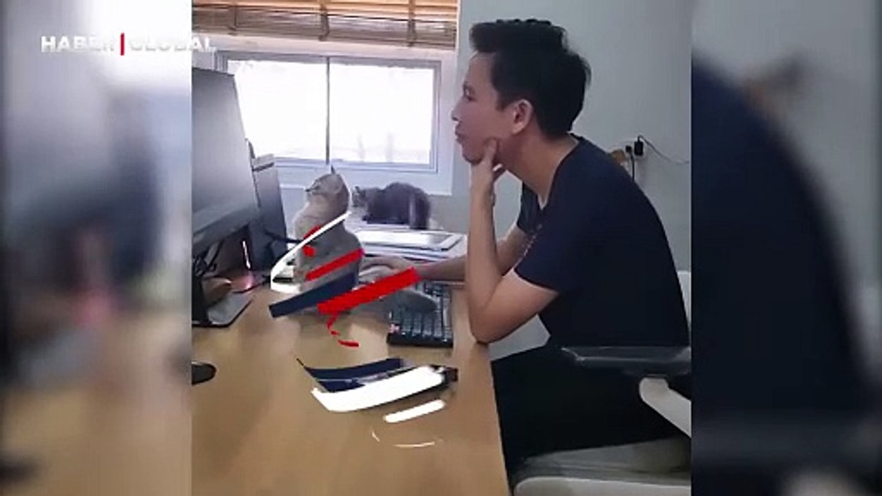 Mimar kedinin ustasına soğuk duş yaşatan bakışı...