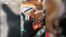 Garfield ve Odie aramızda: İnce ince süzdüğü köpeği bir anda tokatlayan kedi sosyal medyayı salladı