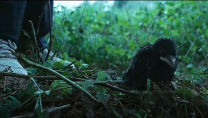 Little Bird (2012) - Bande annonce