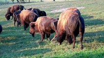 bison unleashed documentary bison