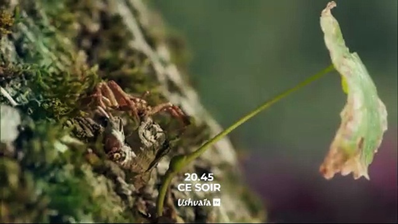 Le règne de l'araignée - Bande annonce