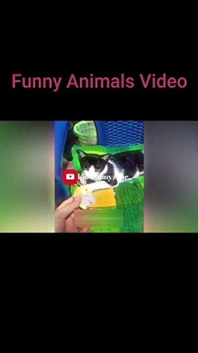 The Funniest Fails and Bloopers (Try Not to Laugh Challenge) part-52 #funnyvideos #viral