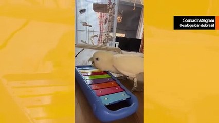 Hauska video: undulaatti soittaa koskettimia ja on ylpeä siitä