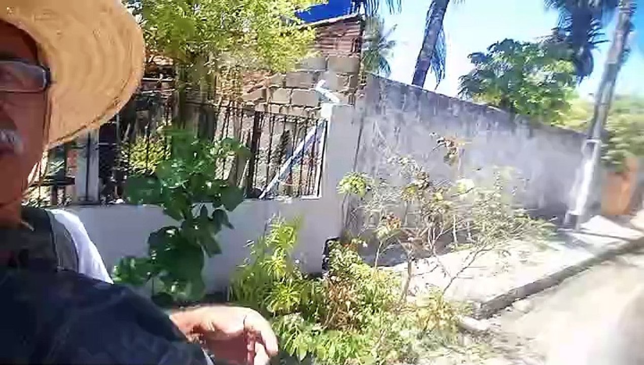 CAMINHANDO (A BOA NOITE BRANCA, MANGA E A ALFAVACA)