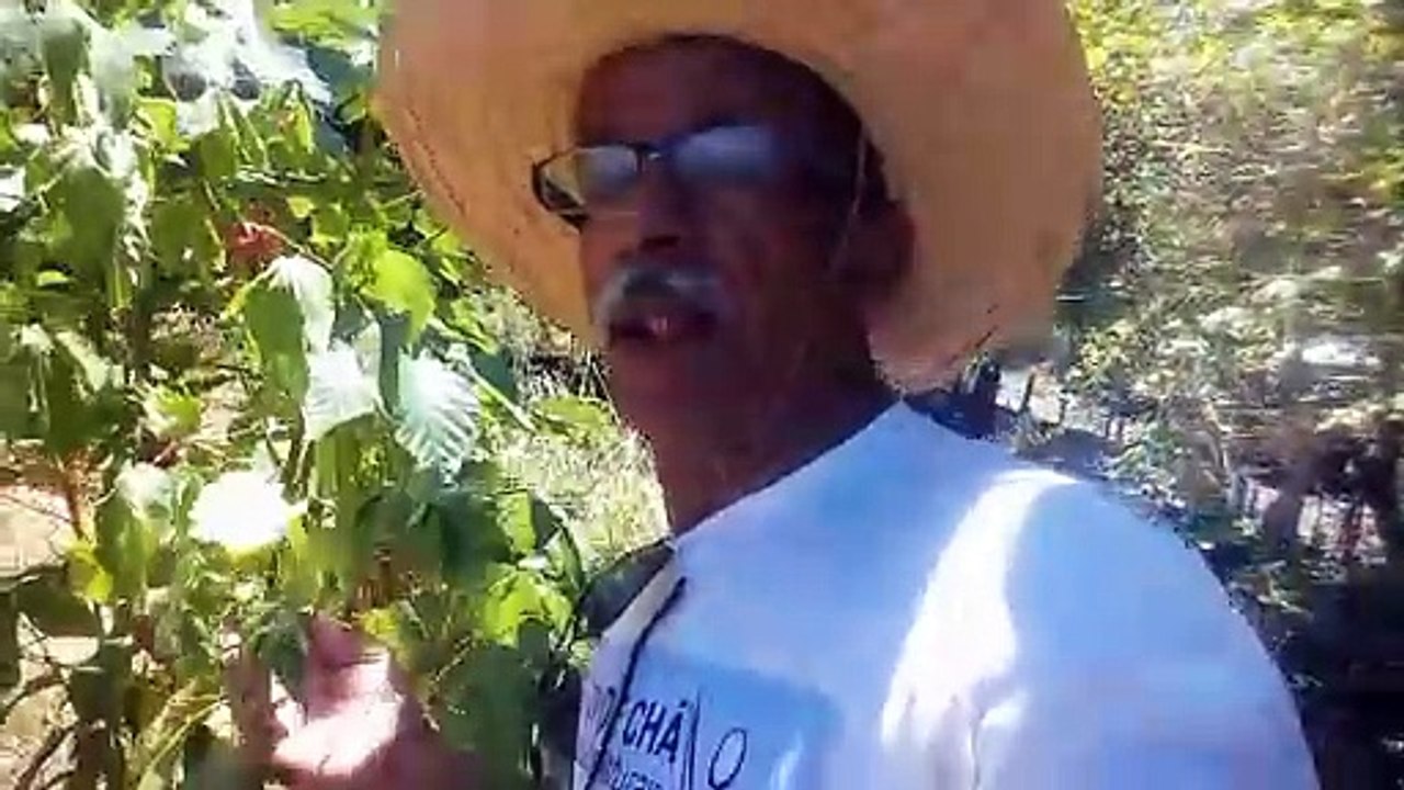 Paripueira (a planta  algodão)