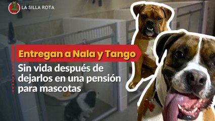 Download Video: Denuncian el asesinato de los lomitos Nala y Tango en guardería para perros en Xochimilco