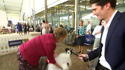 Dogs compete in the Wimbledon of the canine world at the Sydney Royal Easter Show