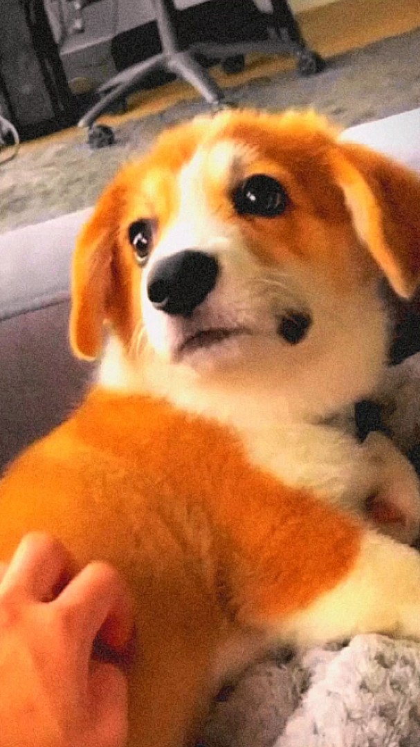 ⁣Cute dogs 43 #dog #cute #Twitter