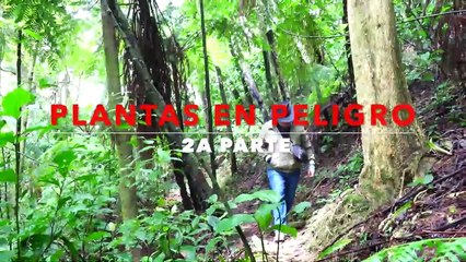 Plantas en peligro, parte 2 | Conexión Milenio