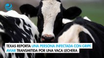 Texas reporta una persona infectada con gripe aviar transmitida por una vaca lechera