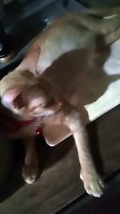 Si Orange Ang Alaga Naming Buntis ! 