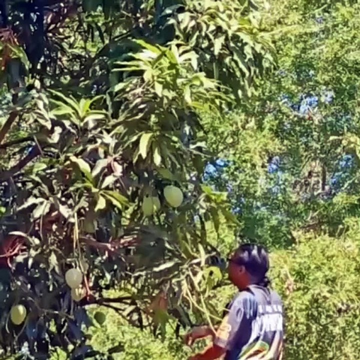 Ang Aming Mangga !