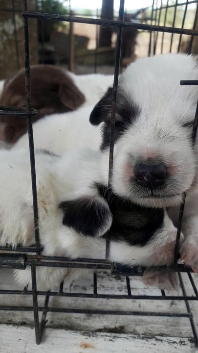 puppies