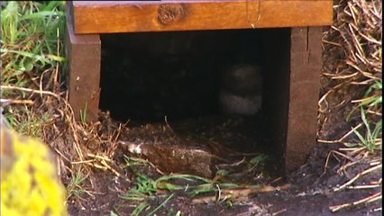 Dog attacks could threaten little penguin populations in Tasmania