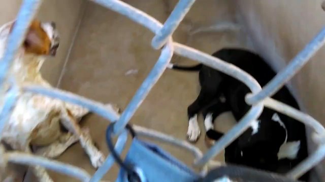 Old film❤️Some Adopted Kids that People have Opened Their Hearts and Home to that were spending some time at Humane Society of Southern Arizona❤️3450 N. Kelvin Tucson AZ 520-327-6088 as of 4-30-2017old film