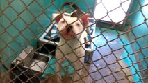 Old film❤️Cessna 4y Pet Id 841909 Pit Bull Terrier Lovely smiles needs a little bark work & an Alpha Owner, but a Beautiful Girl though who seems eager to learn kennel 7 Humane Society of Southern Arizona❤️5-3-2017old film