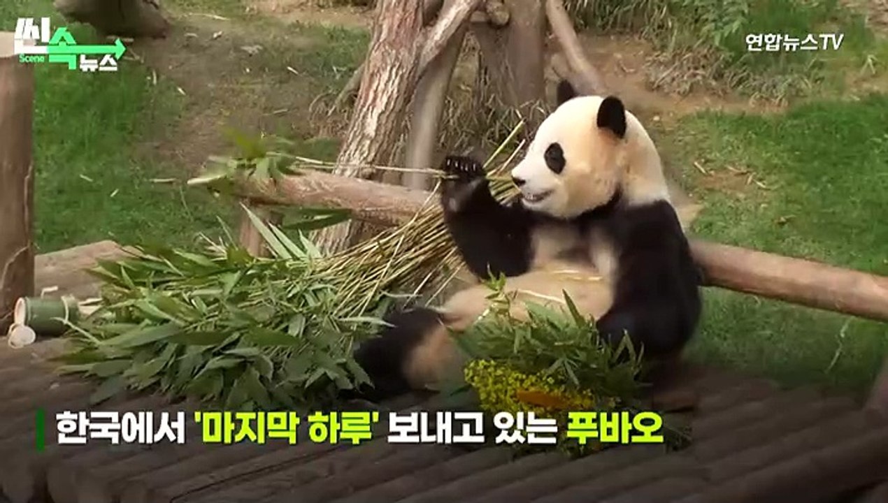 [씬속뉴스] 푸바오, 전세기 실릴 '박스' 적응 마쳐…"이 모습 보니 더 슬퍼"